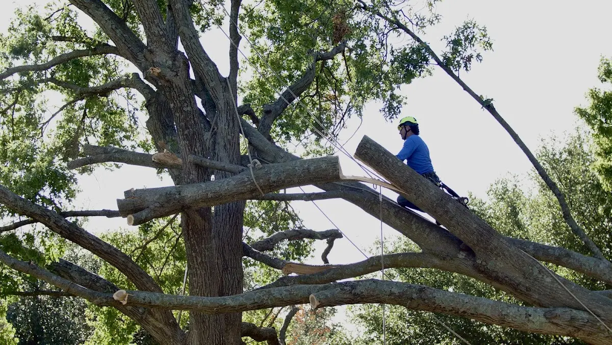 Professional Hazardous Tree Removal performed by certified arborists in Brockton