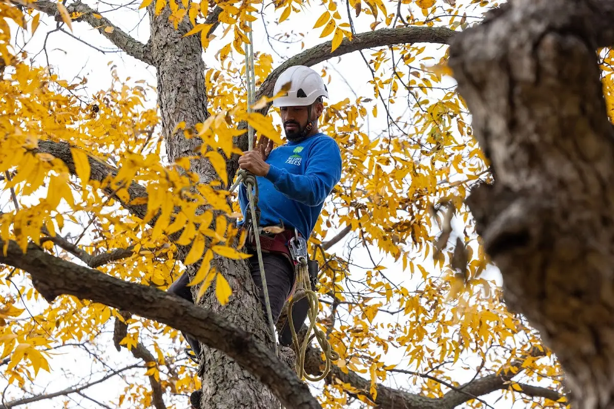 Skilled Tree Pruning crew working in Brockton