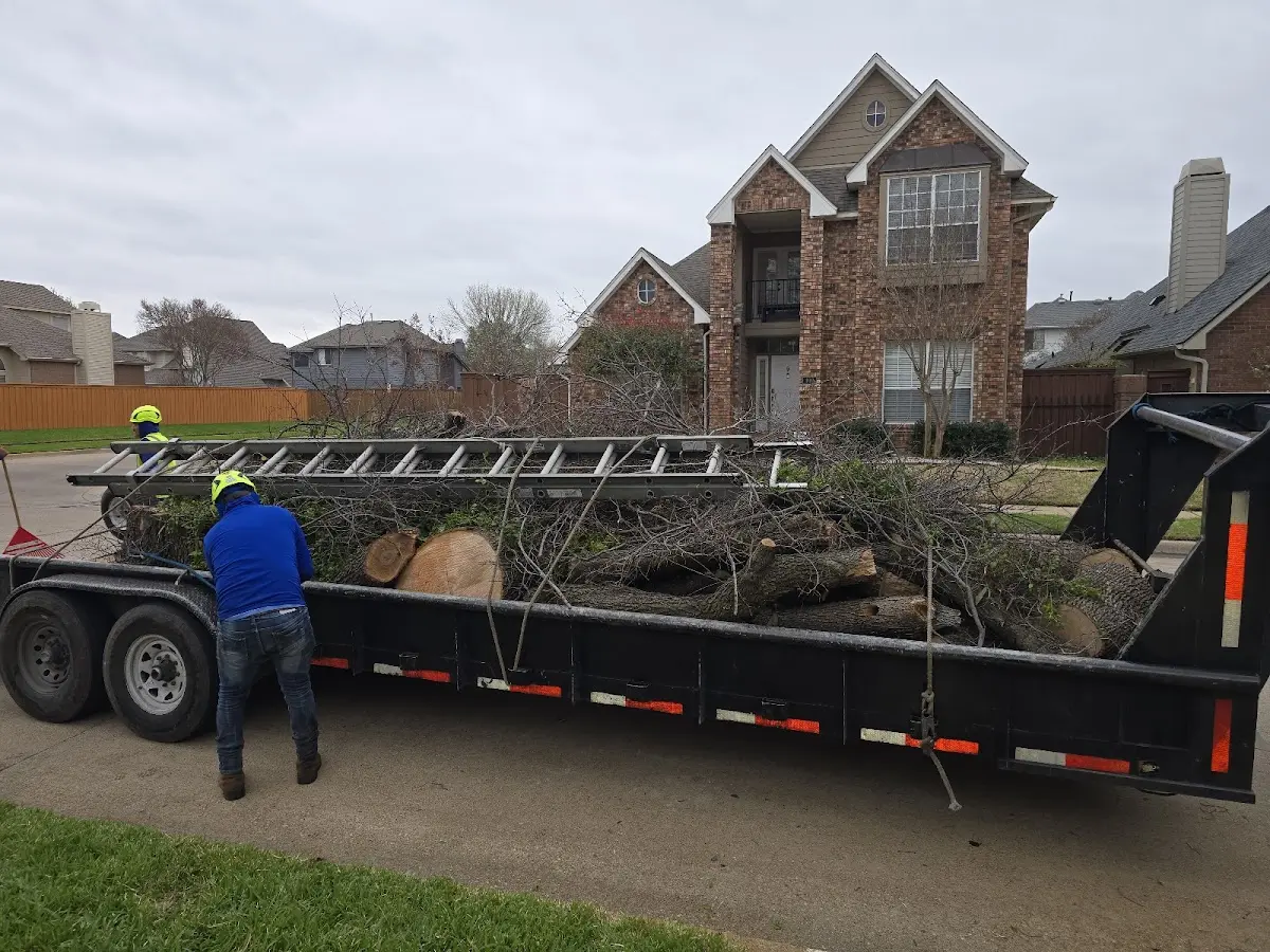 Expert Tree Fertilization with proper safety equipment in Brockton